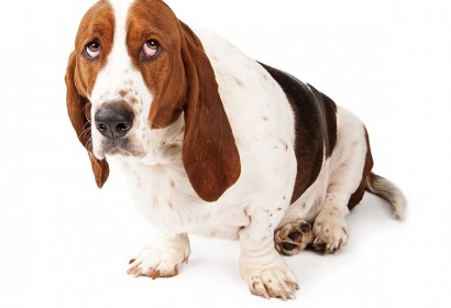 Basset Hound perro