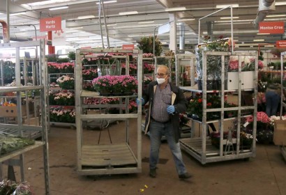 Un florista amb mascareta arrossega un carretó amb plantes al Mercat de Flor i Planta Ornamental. (ACN).