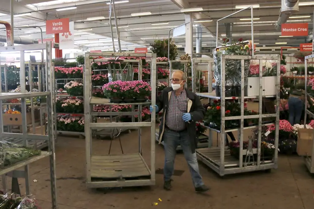 Un florista amb mascareta arrossega un carretó amb plantes al Mercat de Flor i Planta Ornamental. (ACN).