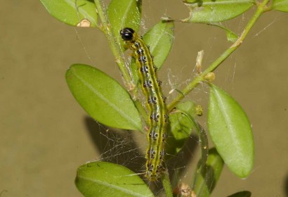 Eruga defoliadora del boix (Cydalima perspectalis) (Foto: ACN).