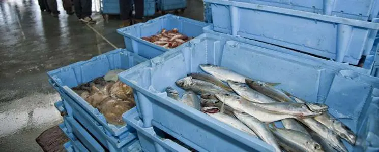 pesca al maresme
