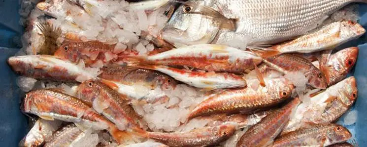 pesca al maresme