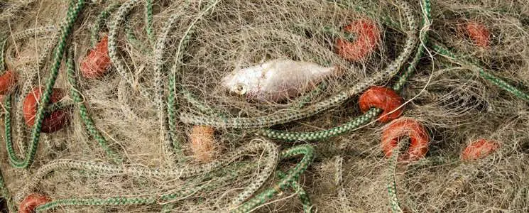 pesca al maresme