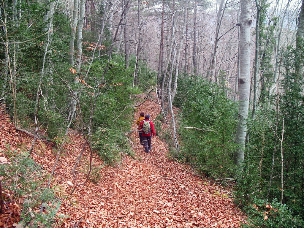 Sant Jaume de Frontanyà bosc de faig