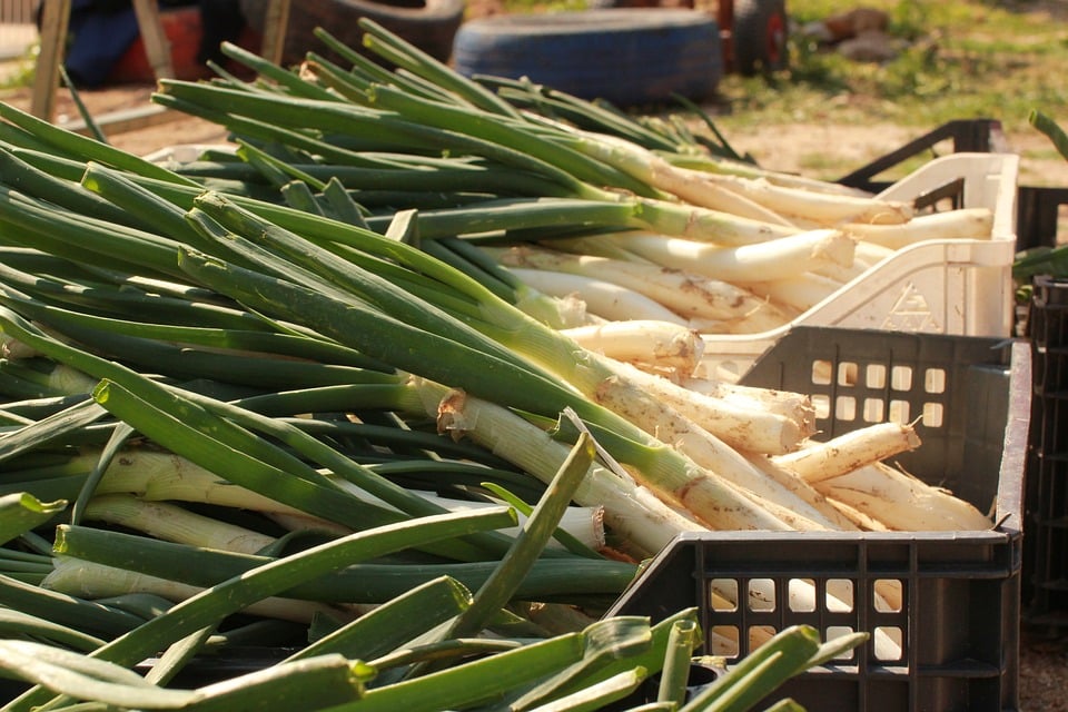 Calçots collits per a calçotades