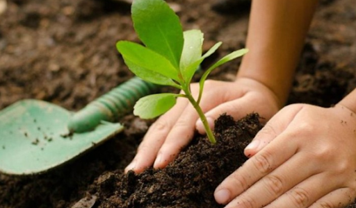 plantar