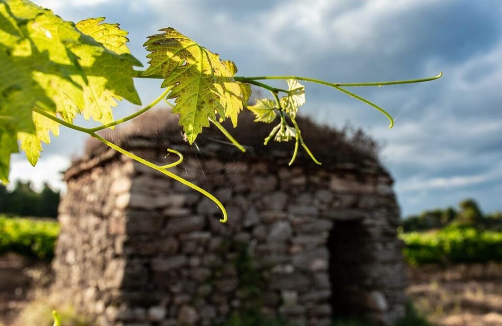 vinyes bages