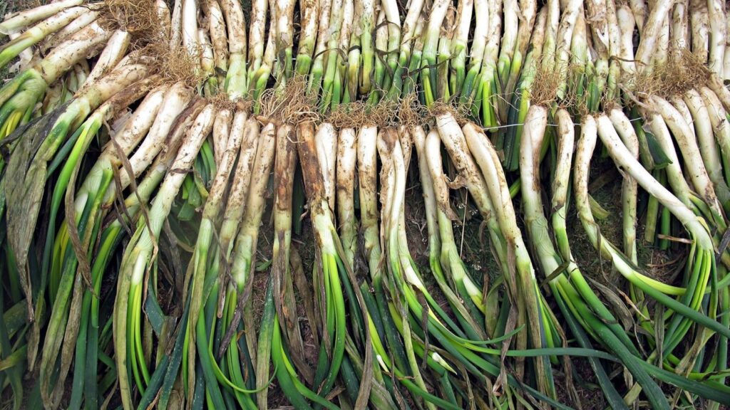 calçots