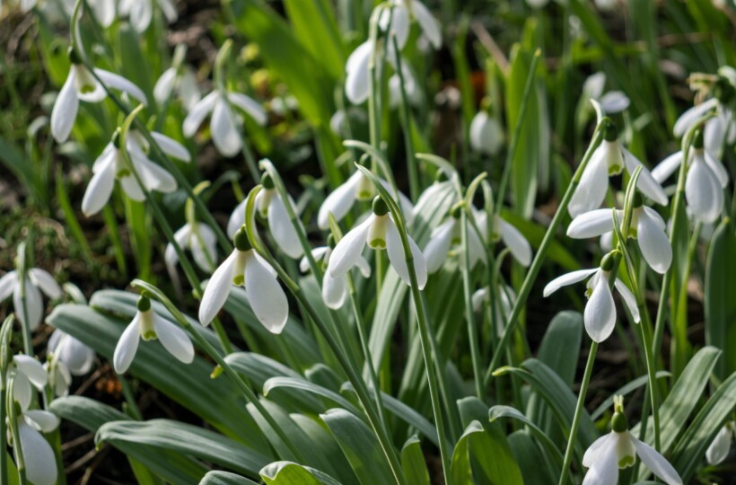 flora