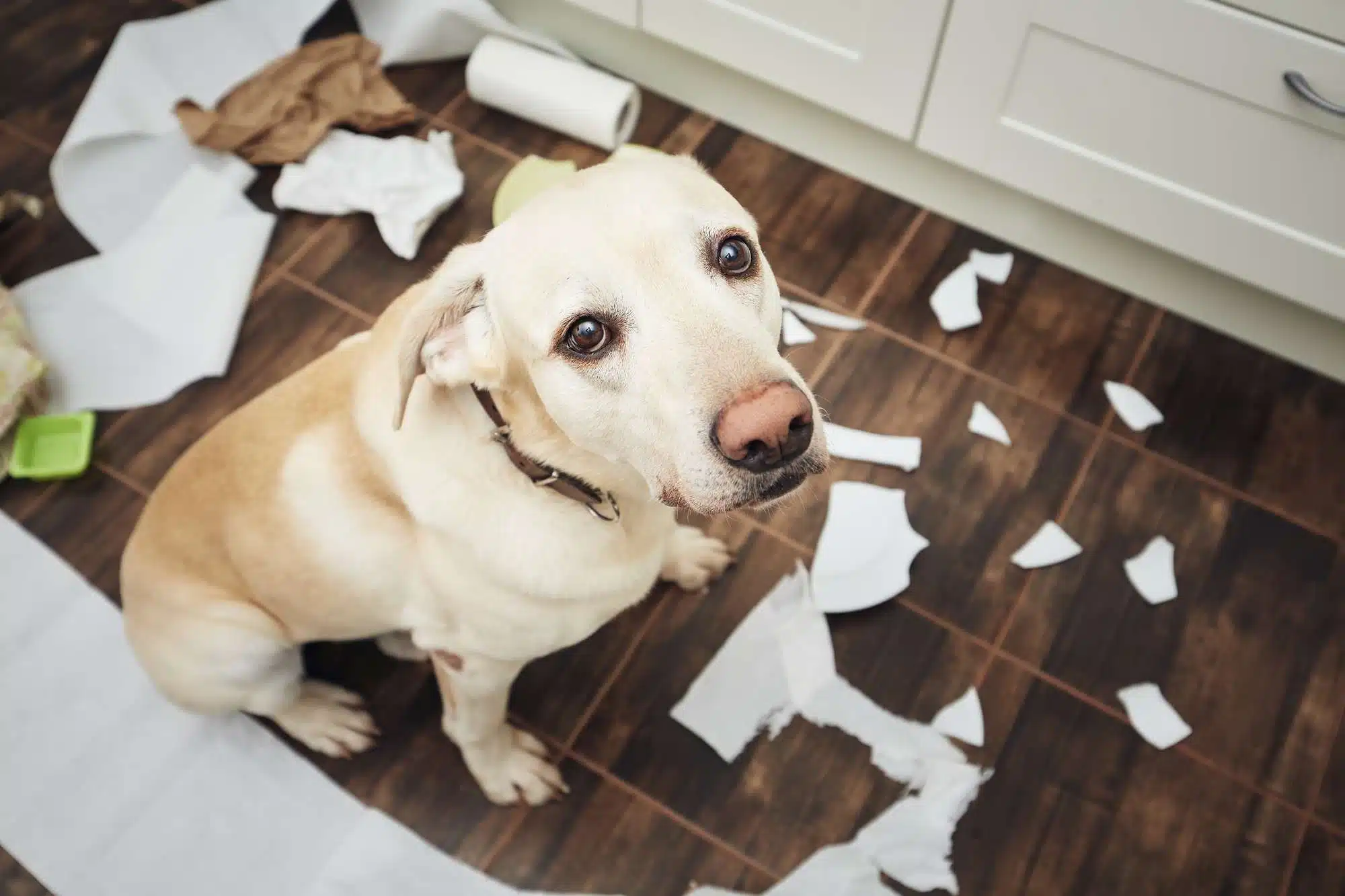 Com reconèixer i gestionar l’ansietat per separació en les mascotes al Maresme