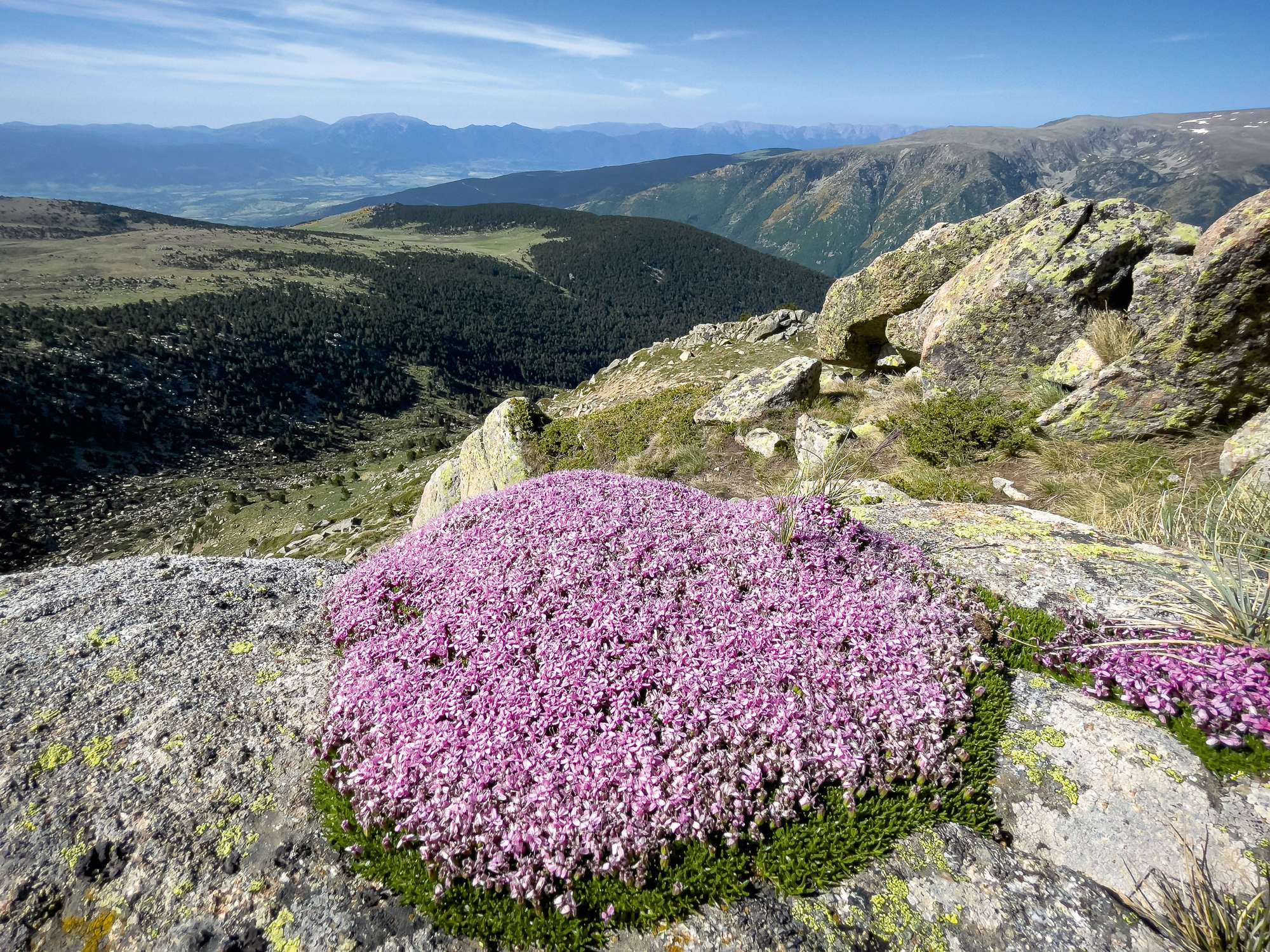 Flora culminal: el patrimoni natural fràgil dels cims de la Cerdanya