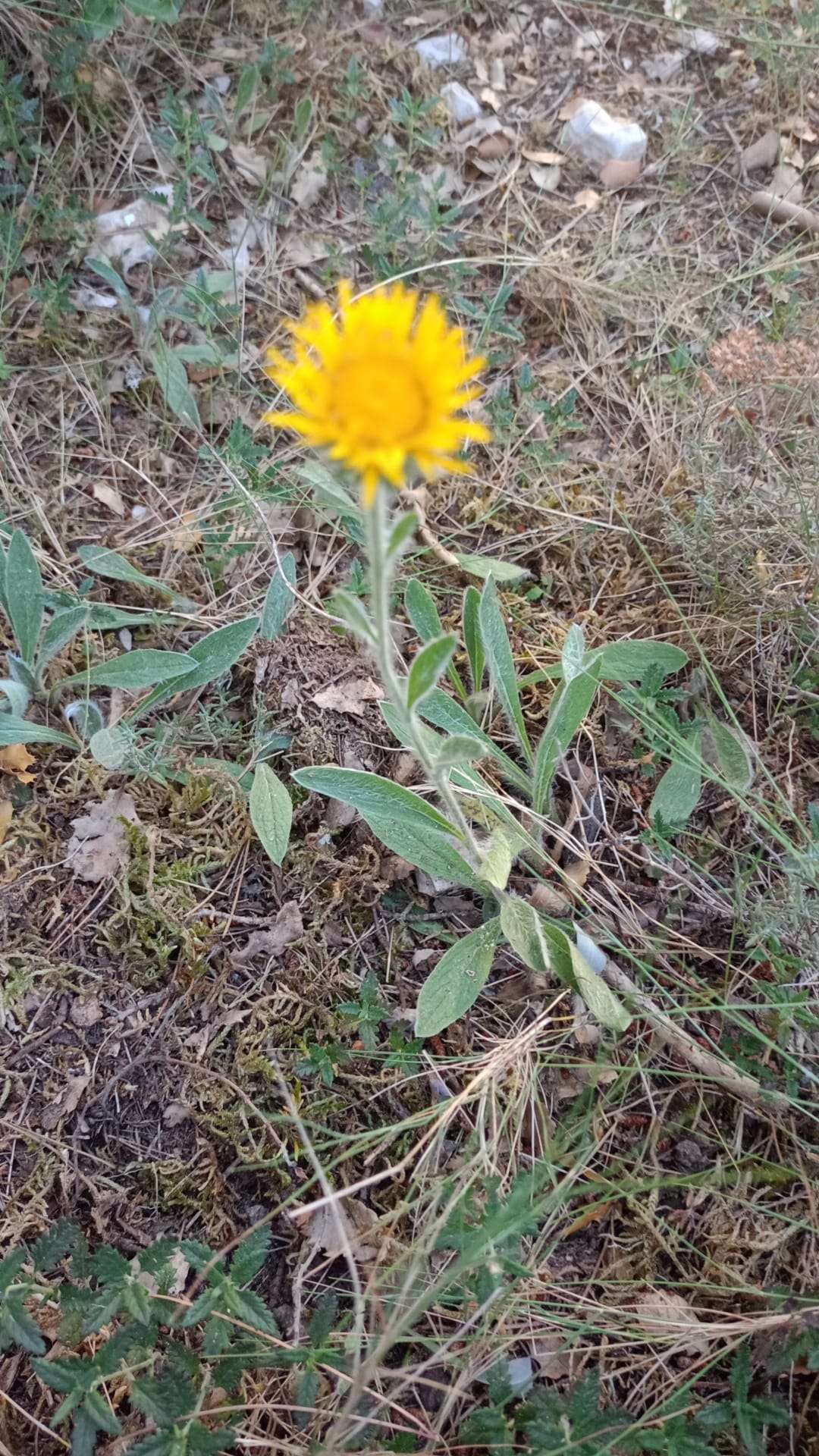 Flor de falsa àrnica en un entorn natural