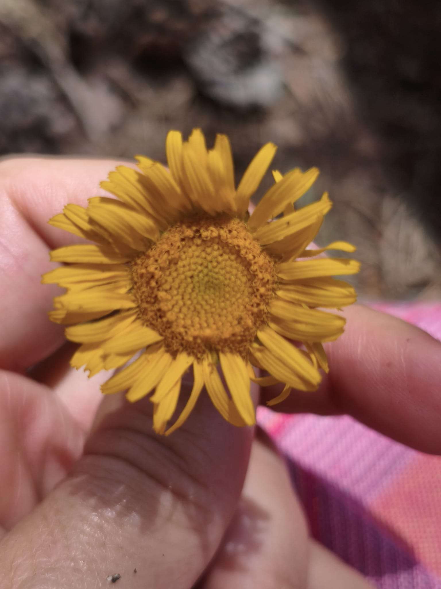 Mans sostenint una flor de falsa àrnica