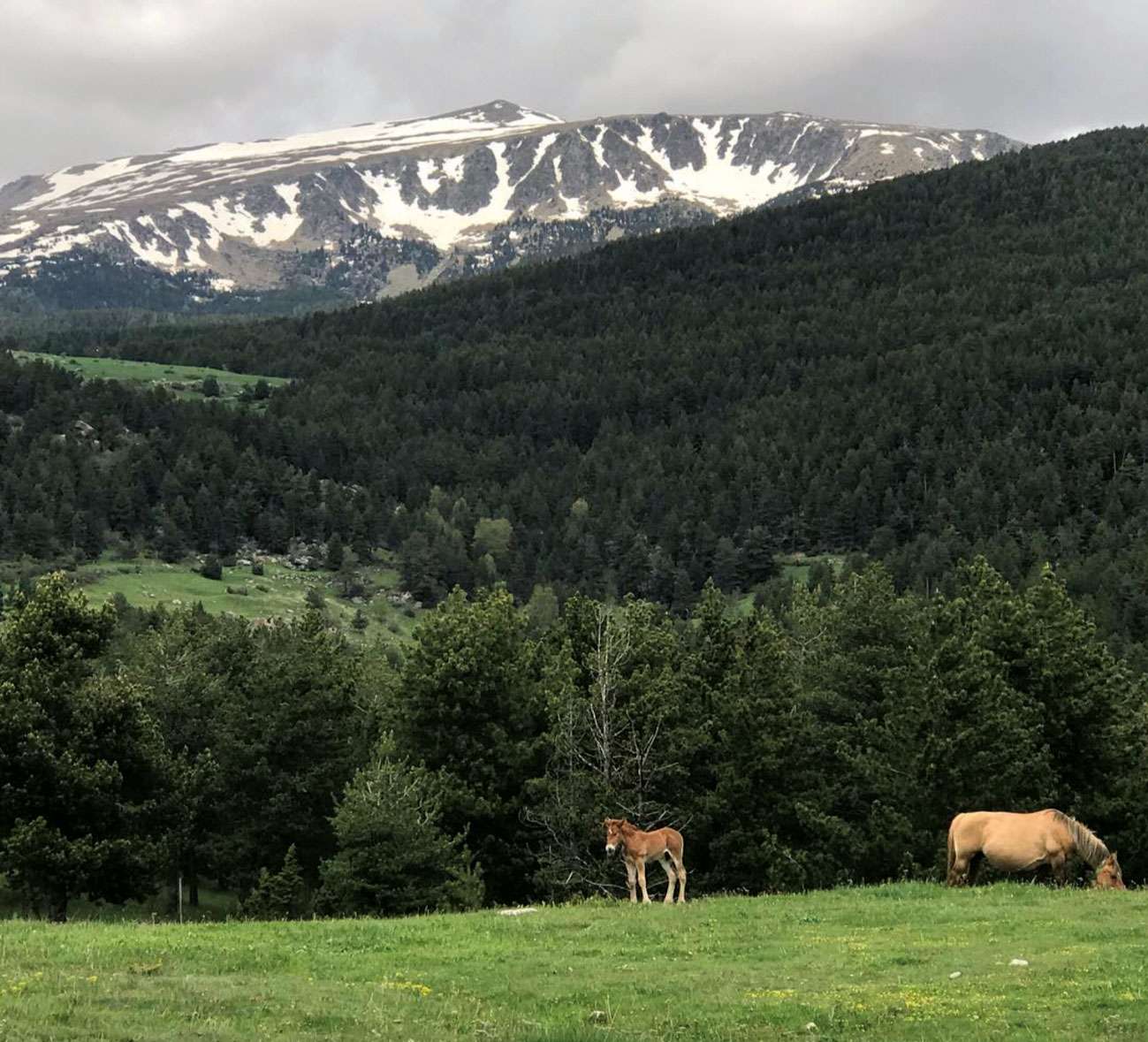 Lles - Cavalls