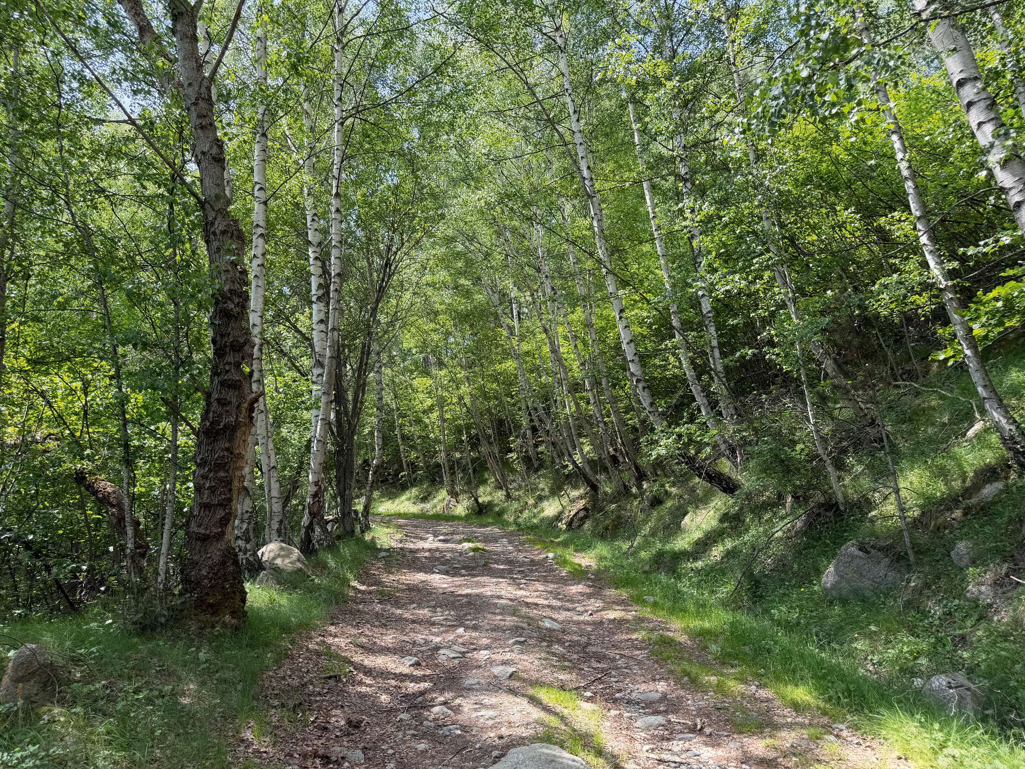 Sender forestal envoltat d’avellaners