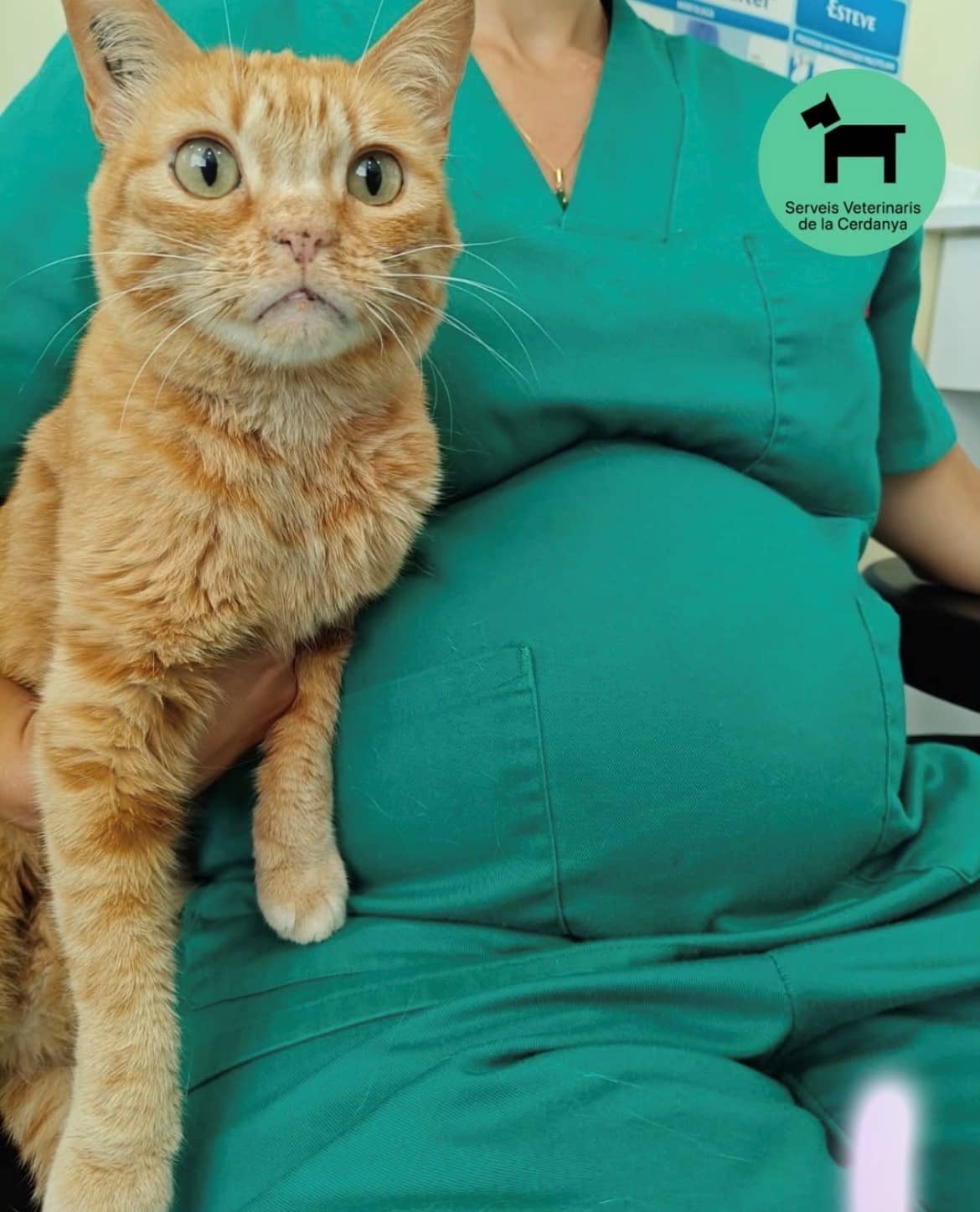 Persona amb uniforme veterinari sostenint un gat ataronjat