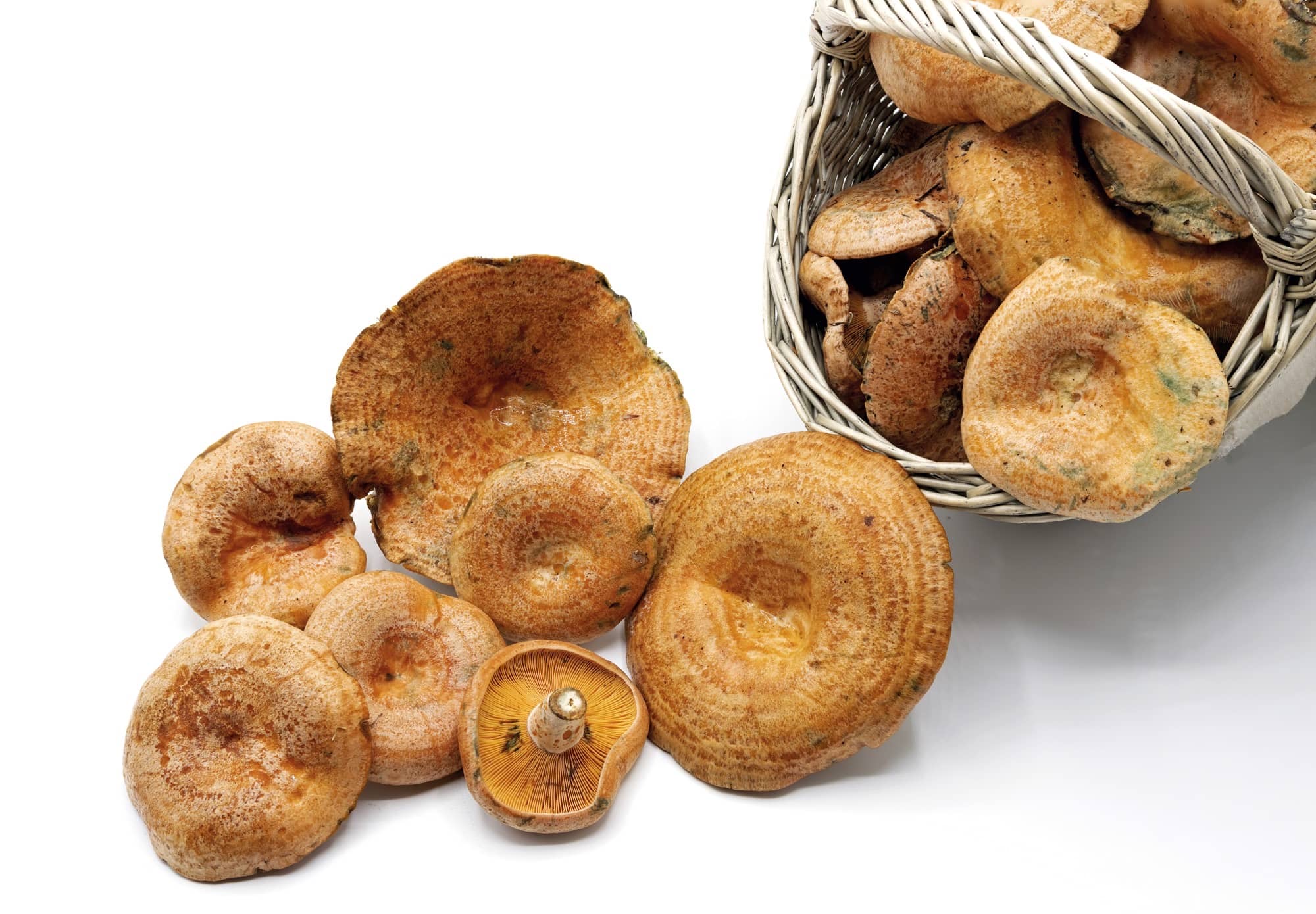 Cesta de mimbre con rovellons y hongos sobre fondo blanco