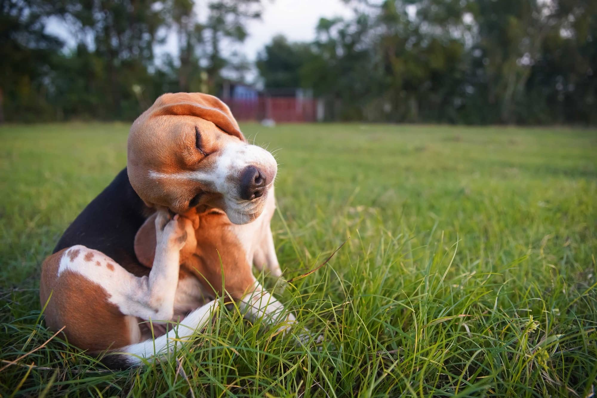 Un gos de raça beagle assegut sobre la gespa verda.
