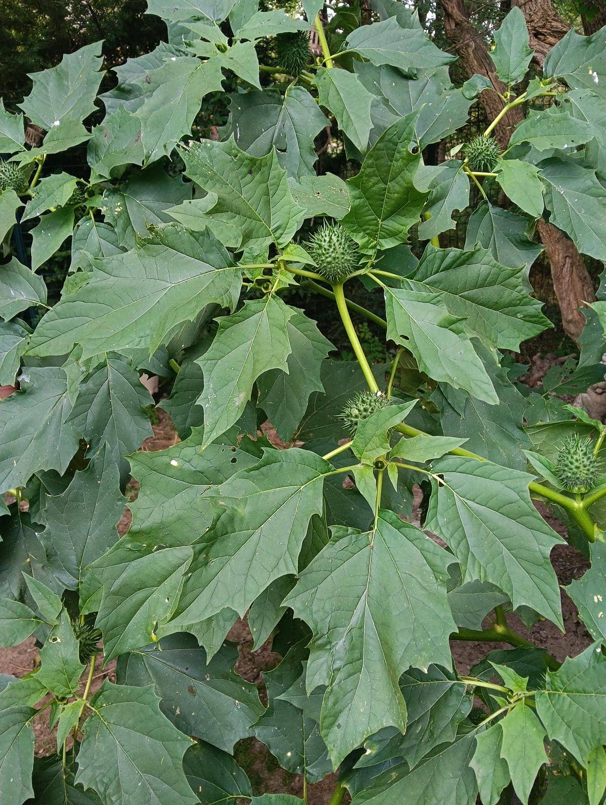 Planta verinosa de la Cerdanya