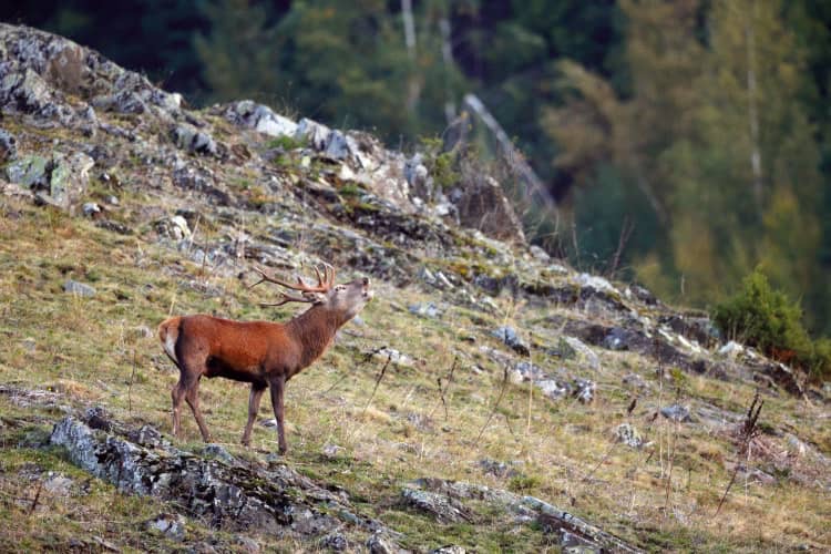 Cérvol mascle en un entorn de muntanya al Parc Natural del Cadí-Moixeró