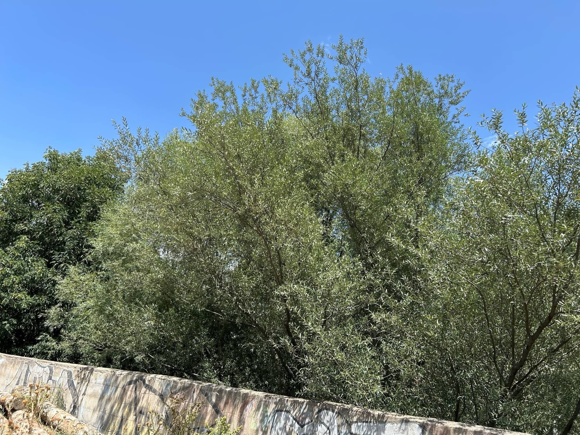 Paisatge amb arbres de fulla fina i tonalitats platejades