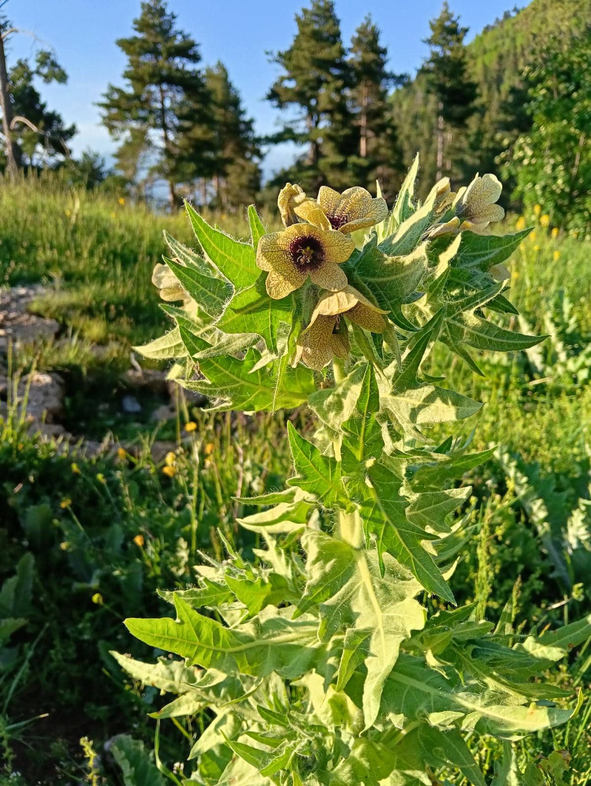 Entorn natural i vegetal de la comarca
