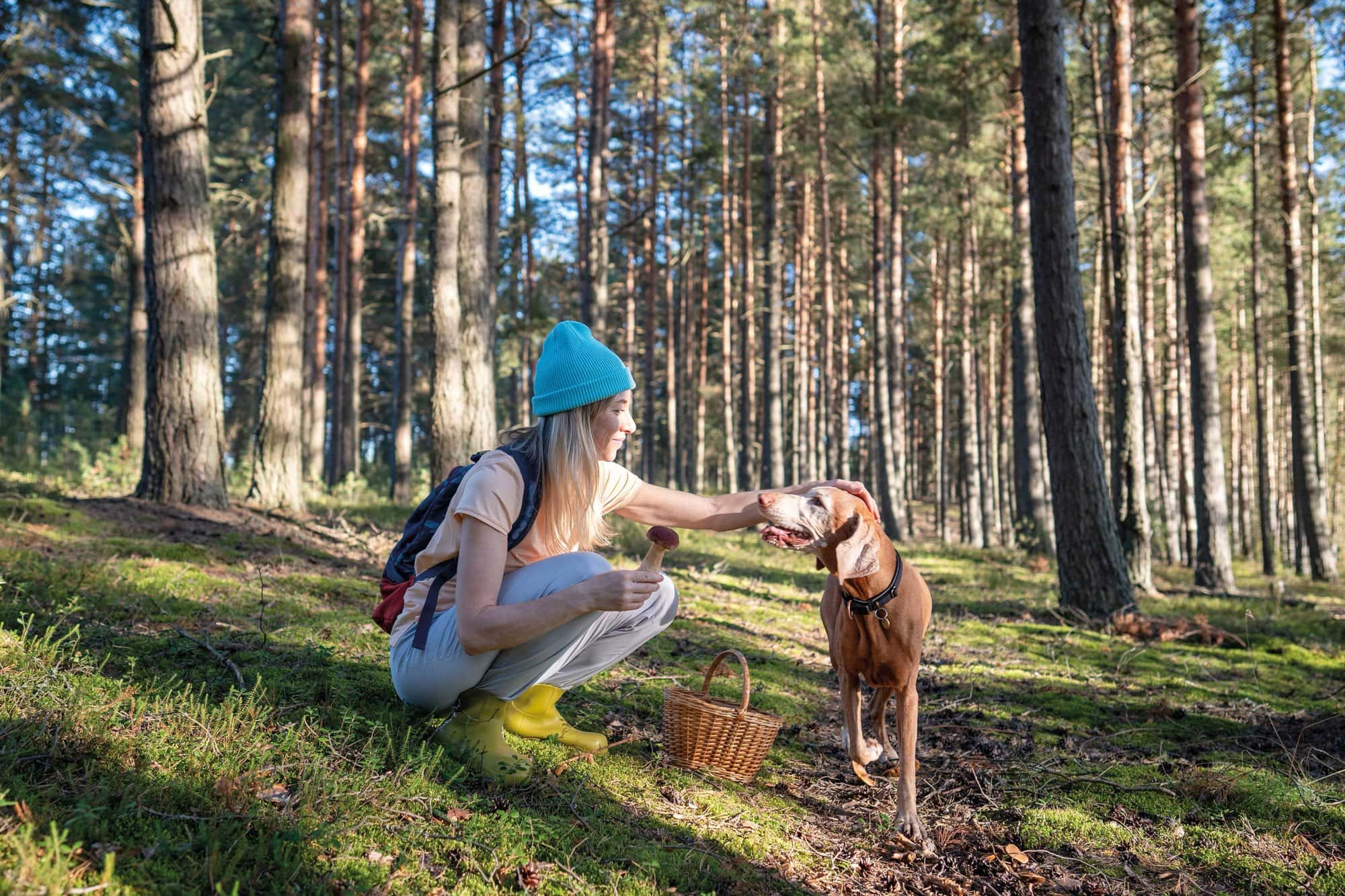 Passejada per un bosc de la Cerdanya amb un gos i una cistella de bolets
