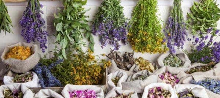 62178festival-familiar-plantes-medicinals-shutterstock607219418
