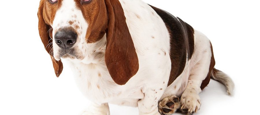 Basset Hound perro