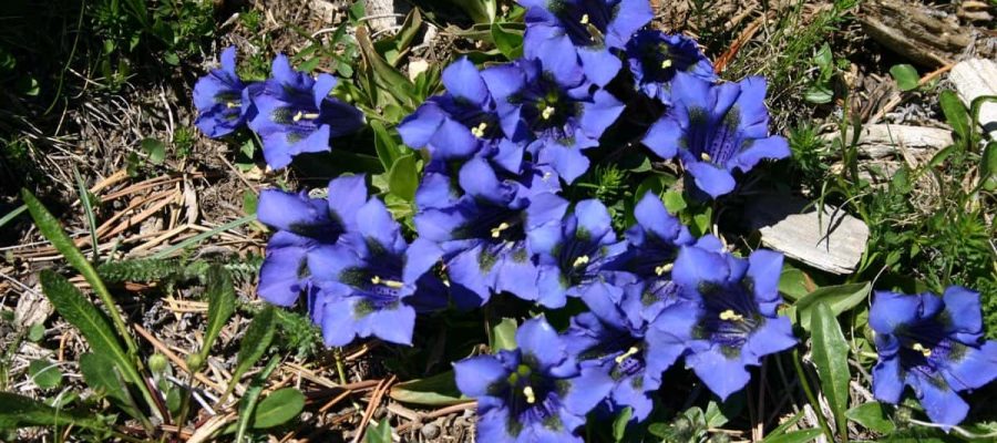 Gentiana-acaulis