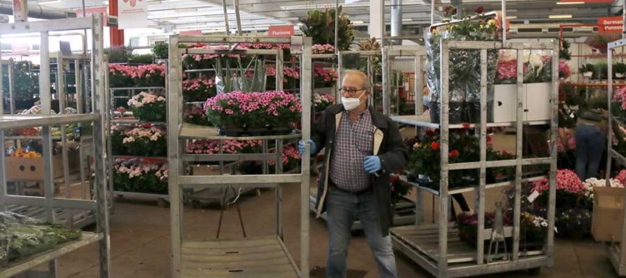 Un florista amb mascareta arrossega un carretó amb plantes al Mercat de Flor i Planta Ornamental. (ACN).