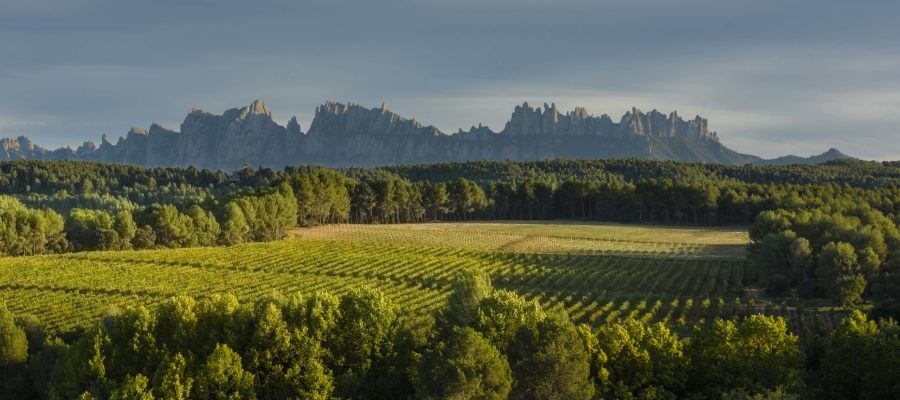 Celler Oller del Mas situat a la carretera d'Igualada C37Z de Manresa. Octubre de 2015.