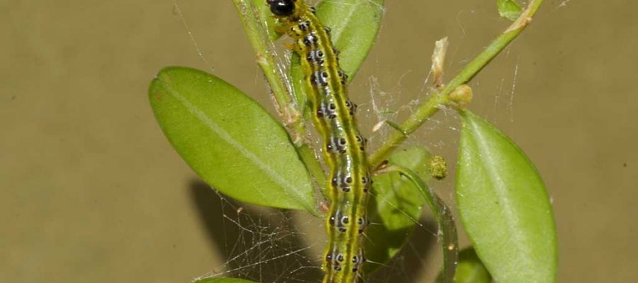 Eruga defoliadora del boix (Cydalima perspectalis) (Foto: ACN).