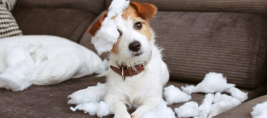 FUNNY DOG MISCHIEF. NAUGHTY JACK RUSSELL HOME ALONE AFTER BITE A PILOW. SEPARATION ANXIETY CONCEPT
