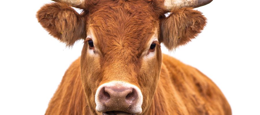 iStock-497343502 iStock-497343502