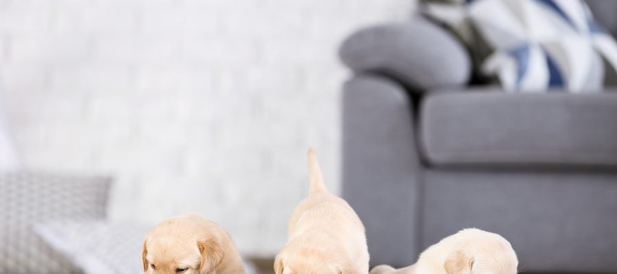 Labrador puppies eating food at home