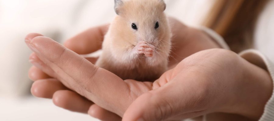 Woman holding cute little hamster indoors, closeup