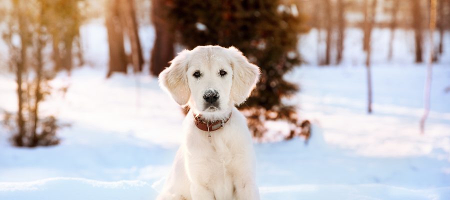 Winter walk at snowing park of golden retriever puppy