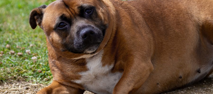Obese Staffordshire Bull Terrier dog