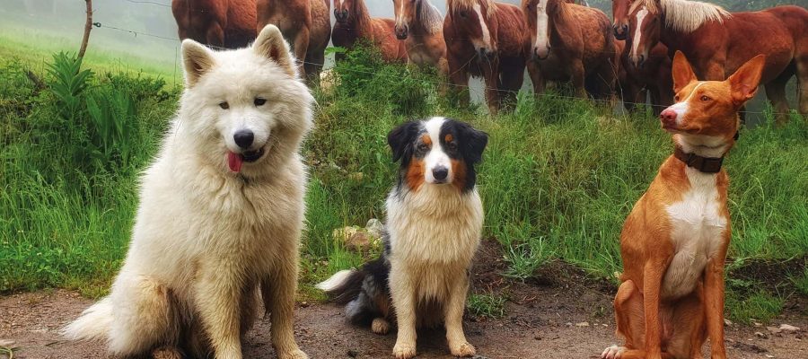 mascotes